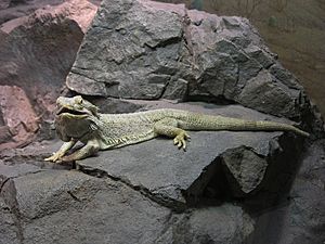 Pogona vitticeps02.JPG