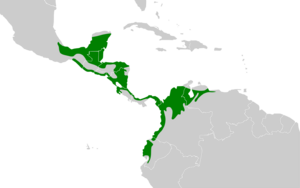 Pteroglossus torquatus map.svg