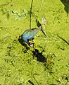 Purple gallinule and chick