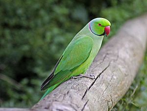 Rose-ringed Parakeet RWD