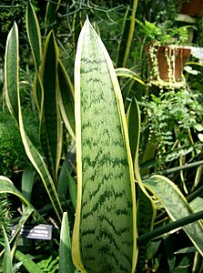 Sansevieria trifasciata2