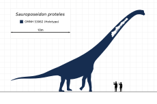 Sauroposeidon Scale Diagram Steveoc86