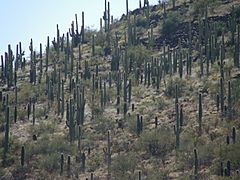 Sentinel Peak Tucson Arizona