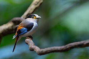 Silver-breasted Broadbill 0A2A9641.jpg