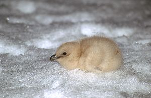 Skua chick