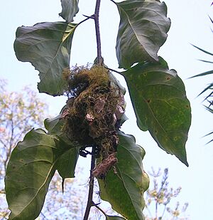 Smallsunbirdnest