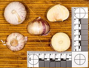 Soloknoblauch jm26754