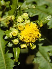 Sonchus congestus 98C31