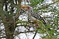 Southern Yellow-billed Hornbill (Tockus leucomelas) with Giant Stick Insect (Bactrododema tiaratum) in its bill ... (17165476539)