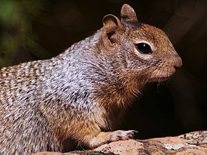 Spermophilus variegatus.jpg