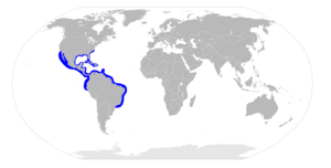 Sphyrna tiburo distribution map.svg