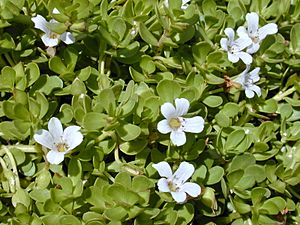 Starr 010818-0007 Bacopa monnieri.jpg