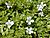 Starr 010818-0007 Bacopa monnieri.jpg