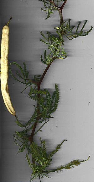 Starr 021217-9001 Prosopis pallida