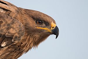 Steppe Eagle's Gape