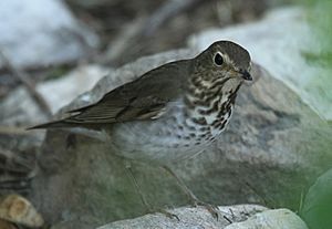 Swainson’s Thrush