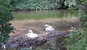 Swans at Boiling Springs, Pennsylvania