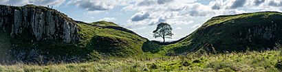 Sycamore Gap Tree