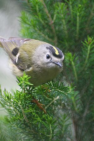 Tenerife Goldcrest (Regulus regulus teneriffae).JPG