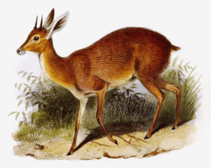 The book of antelopes (1894) Raphiceros melanotis