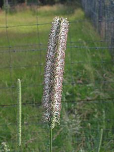 Timothee (Phleum pratense subsp. pratense)