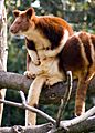 Tree kangaroo2