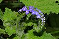 Turnsole (Heliotropium indicum) photographed in Liberty County, Texas, USA (21 October 2017)