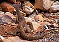 Varanus gouldii - Chace ranges