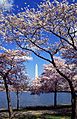 Washington C D.C. Tidal Basin cherry trees