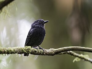 White-streaked Antvireo - Dysithamnus leucostictus.jpg