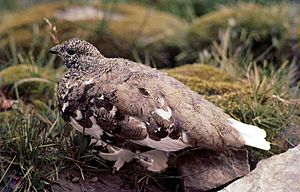 White-tailed Ptarmigan, Rocky Mountains, Alberta.jpg