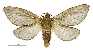 Wiseana cervinata female.jpg