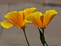 Yellow Poppy