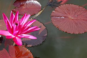 2007 nymphaea rubra