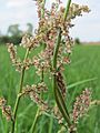 20150428Rumex acetosa