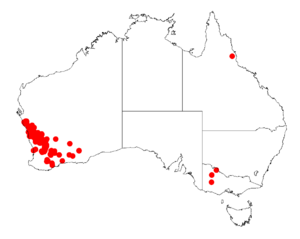 Acacia lineolataDistMap543.png