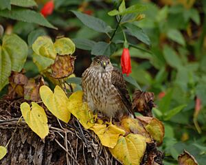 Accipiter striatus Juvenile