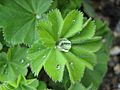 Alchemilla vulgaris