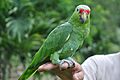 Amazona autumnalis -Costa Rica -pet-8a