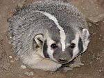 A badger, the state animal of Wisconsin