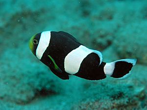 Amphiprion Species