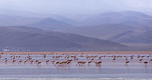 Andean flamingo (Phoenicoparrus andinus) 06