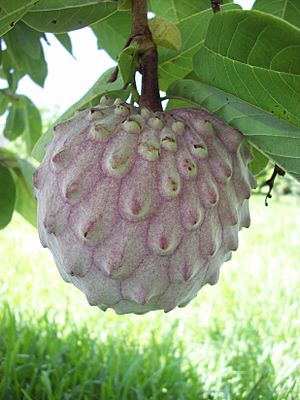 Annona diversifolia.jpg