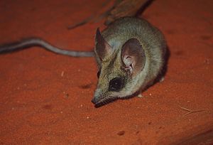 Antechinomys laniger 2.jpg