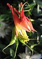 Aquilegia canadensis Redmarkviolinist