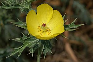 Argemone mexicana flower 2.jpg