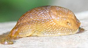 Arion subfuscus.jpg