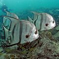 Atlantic Spadefish PLW edit.jpg