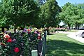 Benalla Rose Garden 001