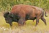 Bison bison athabascae